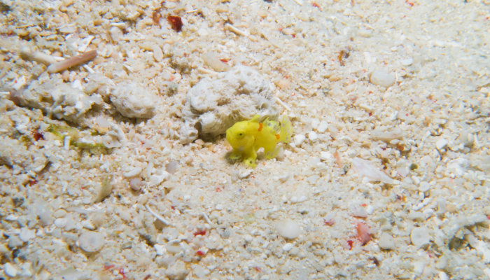 Baby Yellow Frogfish alone on the sand